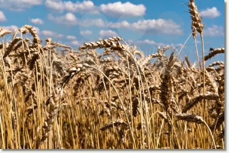 wheatfield2